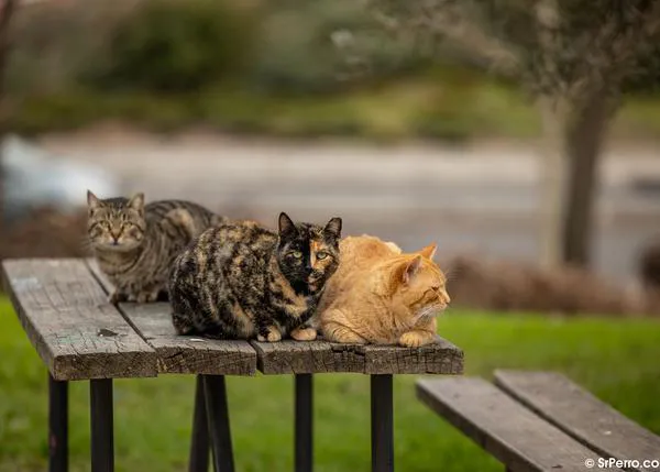 Los tumores mamarios son los más comunes tanto en perros como en gatos