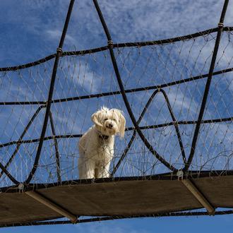 10 síntomas que pueden hacernos pensar que nuestro perro sufre …