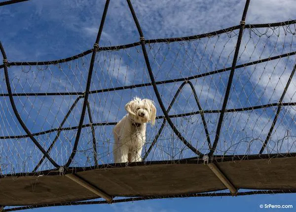 10 síntomas que pueden hacernos pensar que nuestro perro sufre un problema de sordera