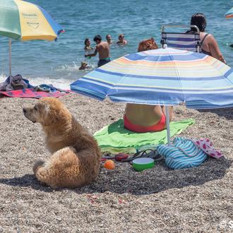 El botiquín perruno en vacaciones: lo que debes incluir en …