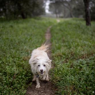 Las tres reglas de oro al adoptar a un perro