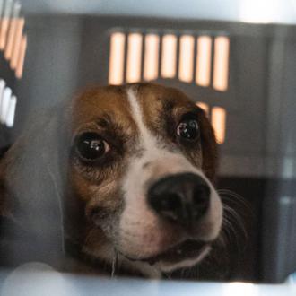 LAV logra paralizar los experimentos con 2000 Beagles en Italia …