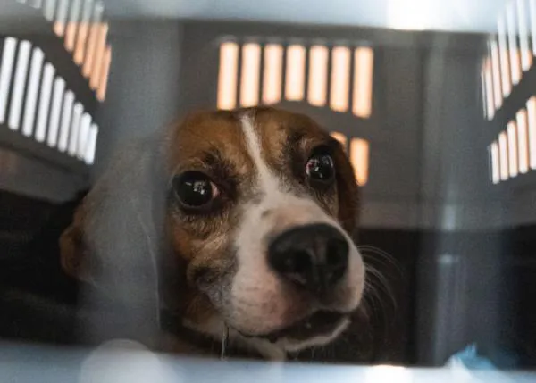 LAV logra paralizar los experimentos con 2000 Beagles en Italia durante seis meses