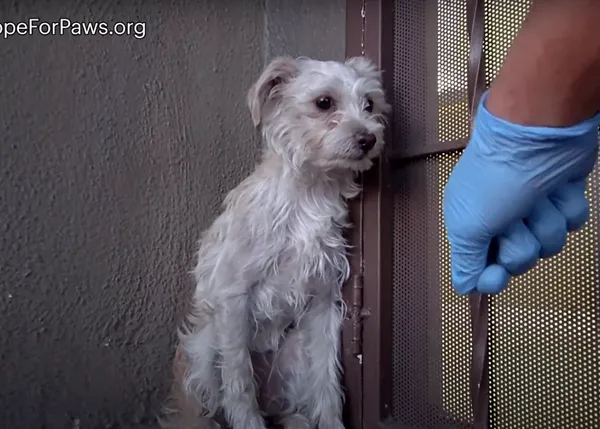 Una pequeña perra aterrorizada descubre que puede confiar en los humanos ¡y encuentra un hogar!