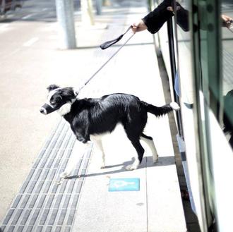 Los perros suben al tranvía en Barcelona