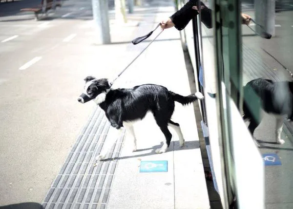 Los perros suben al tranvía en Barcelona