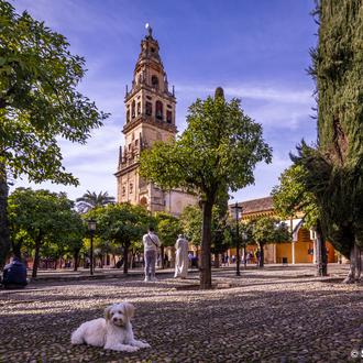 Córdoba dog friendly: bonitos paseos de tapas, cafés y turismo …