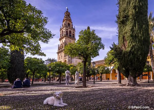 Córdoba dog friendly: bonitos paseos de tapas, cafés y turismo junto a tu perro para alegrarte los sentidos