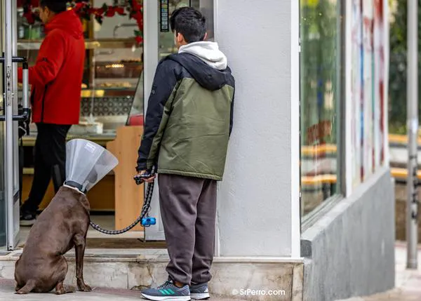 Beneficios y desventajas percibidos al convivir con perros: la importancia crucial de tener información realista