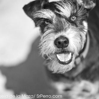 ¿De tapas con perro en Santander? No, salvo que te …