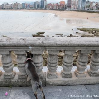Las playas y los perros: repaso a la normativa vigente …