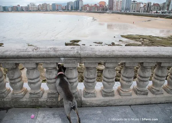 Las playas y los perros: repaso a la normativa vigente, leyes y decretos autonómicos