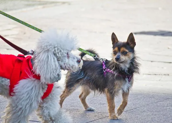 ¿Cómo debes saludar a un perro que va con correa?