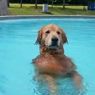 El perro adicto a la piscina: Duke, un genial Golden …