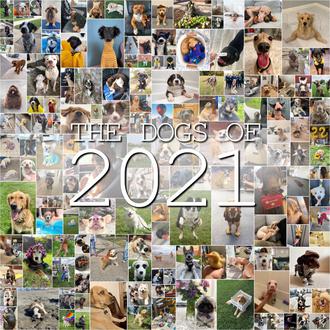Los perros de 2021: una celebración de los momentos felices …