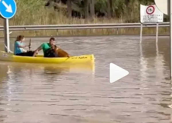 Perros rescatados en piragua... la pequeña protectora Love & Rescue de Cullera necesita ayuda