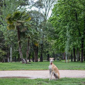 Septiembre: mes clave para proteger a los perros de la …