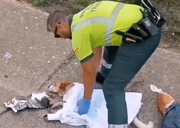 Tras un aparatoso accidente, la Guardia Civil logra rescatar a una perra herida y la traslada al veterinario