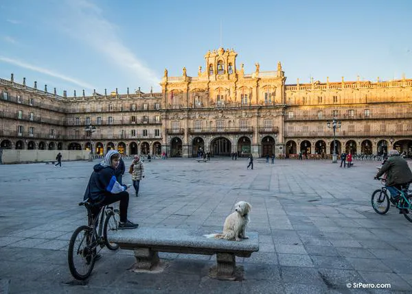 Castilla y León prohíbe el acceso de perros a los edificios públicos dependientes de Cultura, Turismo y Deporte
