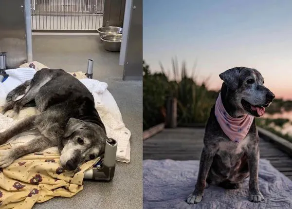 La maravillosa adopción de una perra abandonada en la perrera... ¡con 19 años!