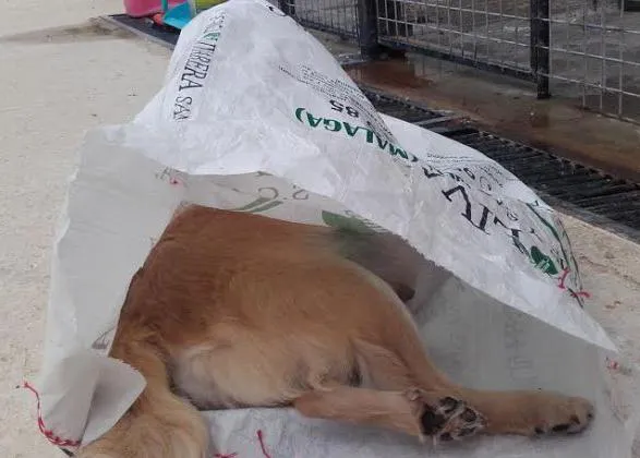Brutal, salvaje e inhumano ataque a un refugio canino: 3 perros asesinados y 17 envenenados