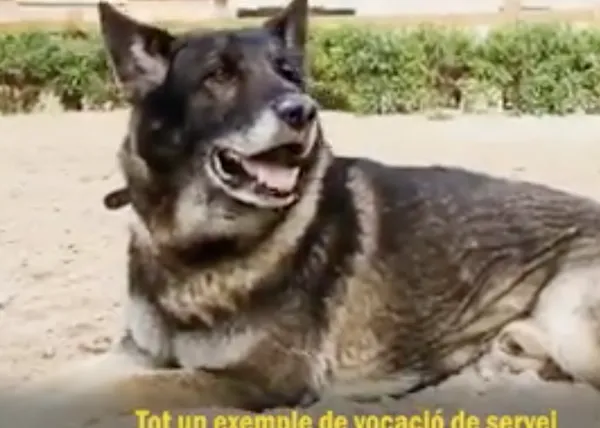 El triste limbo de dos perros policía: el Ayuntamiento de Palma bloquea la adopción de Max y Buddy