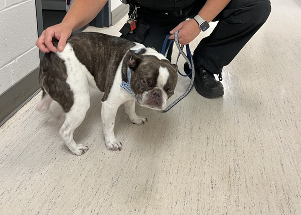 Una Mujer Abandona A Su Perro En El Aeropuerto Porque No Le Permiten