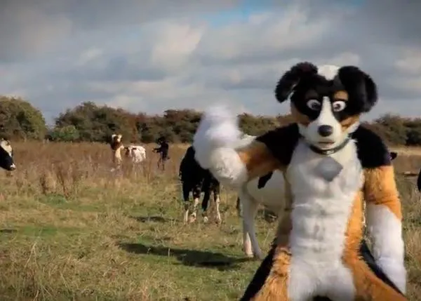 Gangnam Style canino: los perros holandeses y sus amigos peludos, los más marchosos