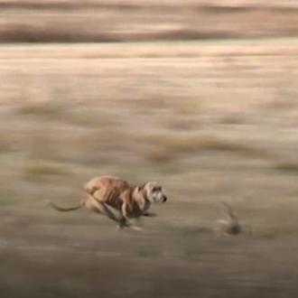 Vida de Perro: La caza con Galgo en España vista …