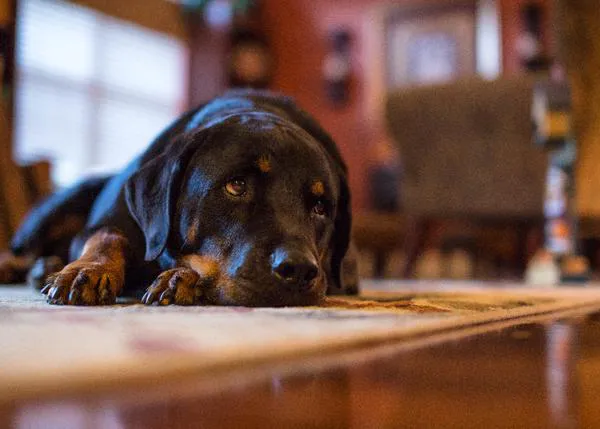 El estrés psicológico asociado con un mayor riesgo de cáncer en perros