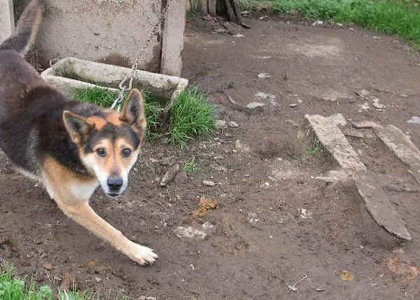 Iniciativa Dignidad Canina: luchando contra los perros permanentemente encadenados o encerrados