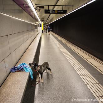 ¡Guau! Los perros podrán viajar en Metro en Madrid, antes …
