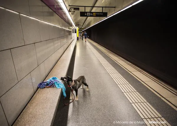 ¡Guau! Los perros podrán viajar en Metro en Madrid, antes de verano...