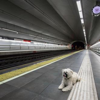 Viajar en tren de cercanías con perro: sí, y además …