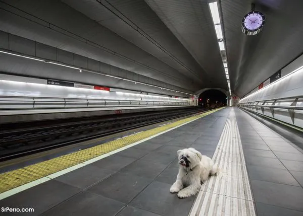 Viajar en tren de cercanías con perro: sí, y además es gratis