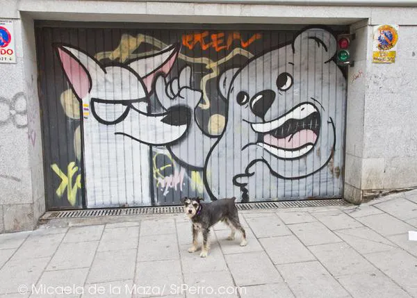 Entrevista perruna con Dingo Perro Mudo: los canes con más arte... urbano