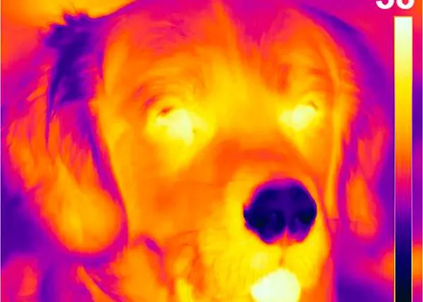 La nariz de los perros también es capaz de detectar el calor, la radiación infrarroja