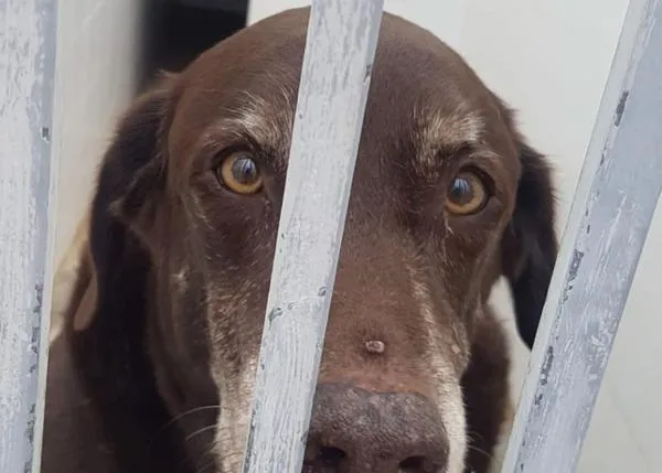 Concentración en Málaga para denunciar la situación que viven los animales en el Centro de Protección Animal