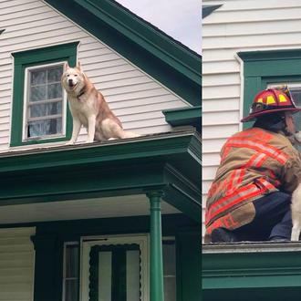 Un rescate con besos: un perro atrapado en un tejado …