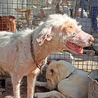 Decomisados 10 perros de una rehala de caza en Córdoba …