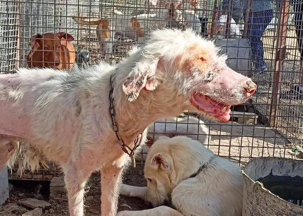 Decomisados 10 perros de una rehala de caza en Córdoba en un estado dantesco