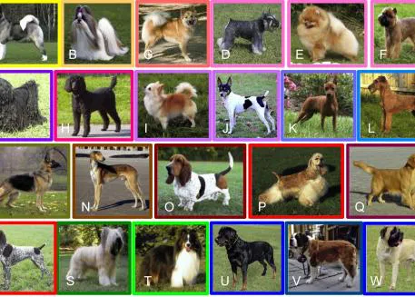 El mayor mapa evolutivo de las razas caninas muestra el origen y evolución del perro moderno