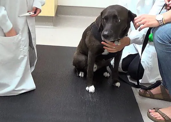 Los perros que son separados de sus humanos en el veterinario sufren mayor nivel de estrés