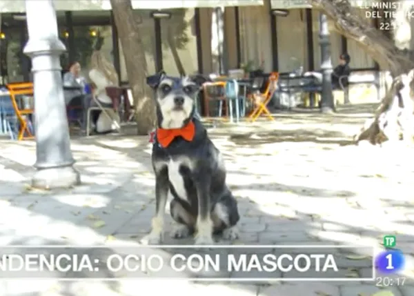 SrPerro en España Directo de RTVE: Colega y su pajarita, símbolos del ocio con perro