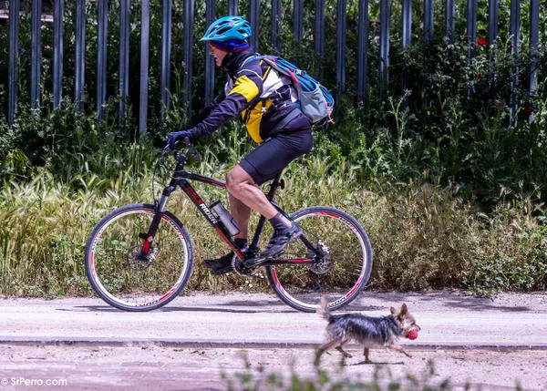 ¿Un collar que traduce lo que piensa o ladra tu perro? ¿Una correa virtual para pasear a tu perro sin correa?