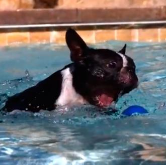 ¡Al agua, perros! Un espectacular vídeo a cámara lenta 