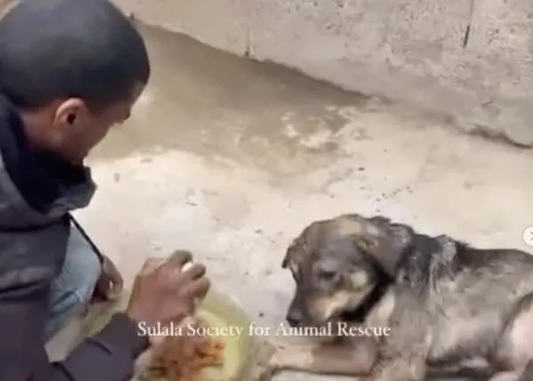 La única protectora de animales de Gaza pide ayuda urgente: necesitan que lleguen también alimentos para animales