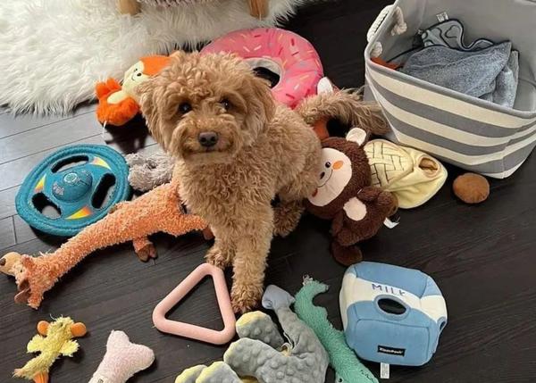 Perros superdotados que recuerdan el nombre de cien juguetes