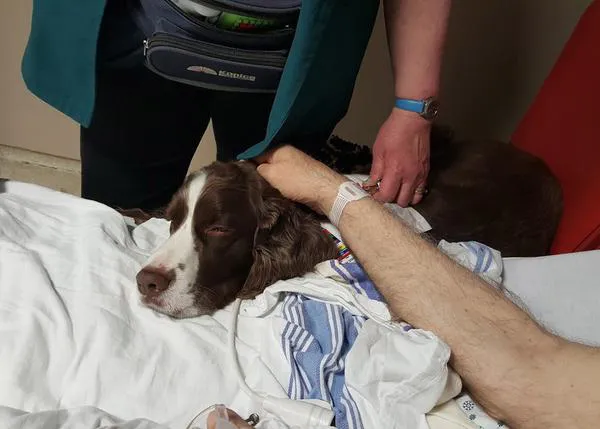 10 minutos con un perro de terapia alivian el dolor y la ansiedad en pacientes en urgencias