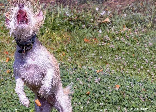 Un problema muy perro: cuando tu humano hace el gesto de tirar la pelota pero no la tira (versión Lalo Tenorio)